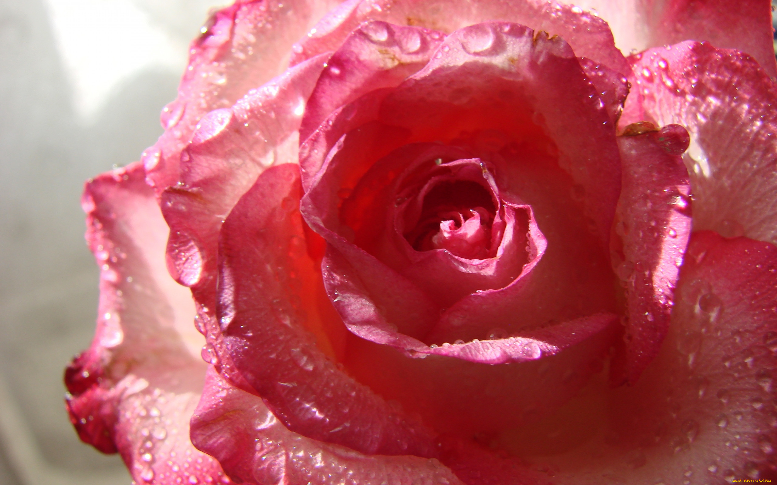 Розовые розы с каплями росы без фона